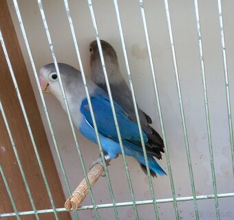 Agapornisy fischeri chovný pár - 2