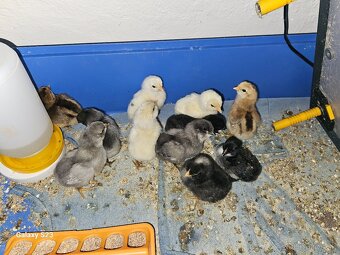 Predám kurčata araucana - 2