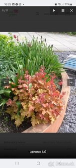 Heuchera Marmelade - 2