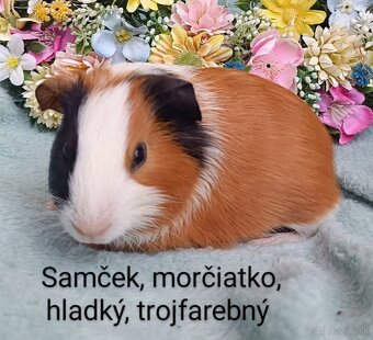 Morčiatka samčekovia - 2