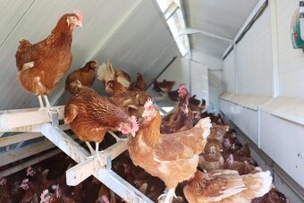 Nosnice leghorn - 2