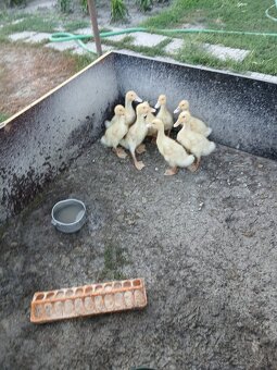 Predam kacice, akuriatka Kalimero Araucana - 2