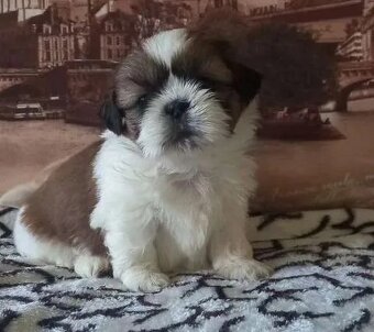 Shi-tzu - 2