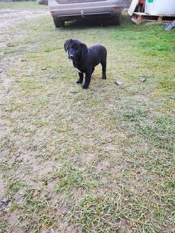 Labrador, šteniatka - 2