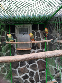 Penant červená straka - 2