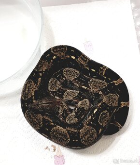 Veľhad královský Boa Constrictor - 2