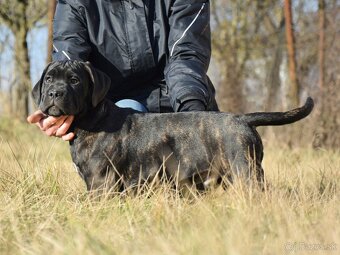 Cane corso s FCI rodokmeňom - 2