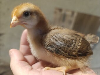 Kuriatka nosníc - 2