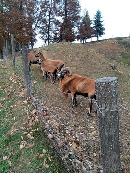 kamerunské ovce - 2