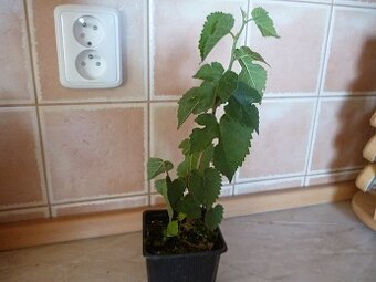 Moruše černá, Mojo Berry (rostliny) - 2