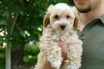 Maltipoo (malteze +Pudel = maltipoo) - 2