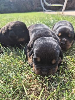 Šteniatka Rottweilera s PP na predaj 🐾 - 2