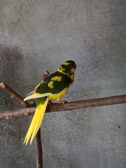 Kakariky , korely - 2