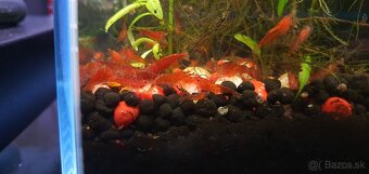 krevetky neocaridina red - 2