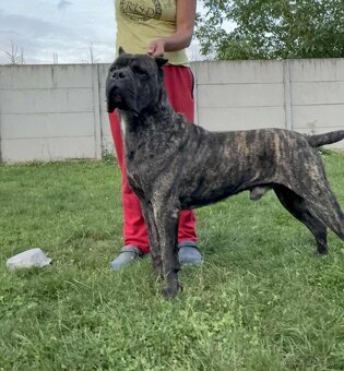 Cane corso - 2