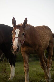 Šlonzák kobylka - 2
