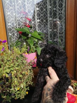 Pudlik trpaslici - 2