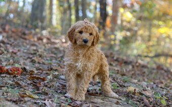 Ponúkam šteniatka Goldendoodle (fenky) - 2