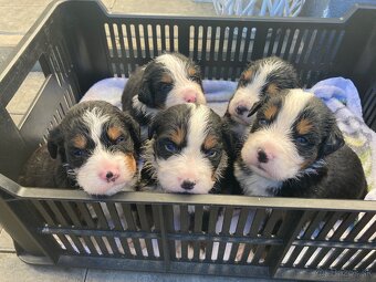 Bernský salašnícky pes - 2