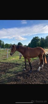 Zangersheide hrebecek - 2