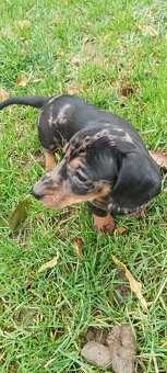 Trpaslíci jazvečík - 2