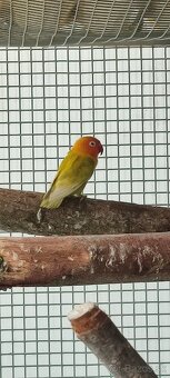 Agapornis fischer - 2