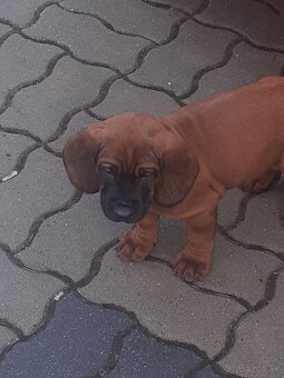 Hanoverský farbiar - 2