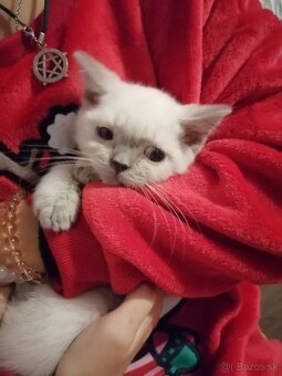 Britský colorpoint kocúrik - 2