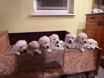 Zlatý retriever šteniatka - 2