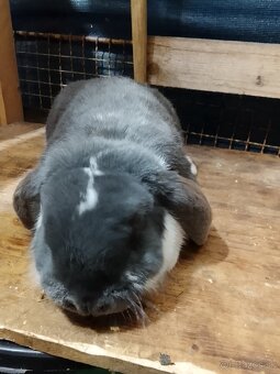 Predám samičku francúzsky baran - 2