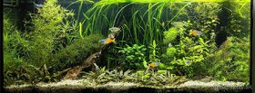 akvarijne rastliny - 2