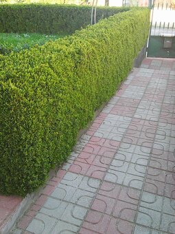 buxus vzdyzeleny - 2
