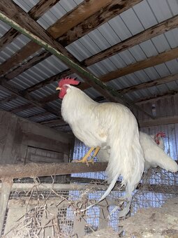 americký leghorn - 2