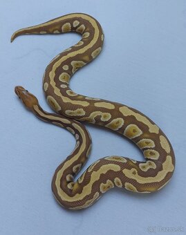 Python regius - 2