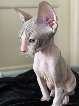 Don Sphynx - 2