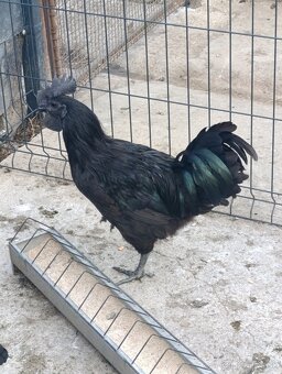 Kohút Ayam cemani - 2