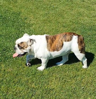 Anglicky bulldog s PP - 2