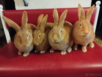 Burgundský králik - 2