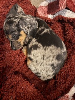 Jazvečík Trpasličí - 2