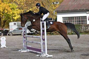 KOBYLKA NA AKTIVNÍ REKREACI / HOBBY SPORT - 2