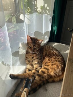 Bengálska mačka - 2