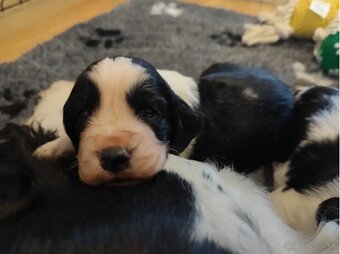 Anglický špringeršpaniel s PP pes - 2