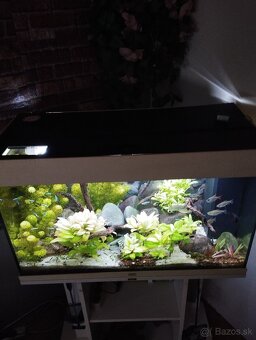 Akvárium - 2