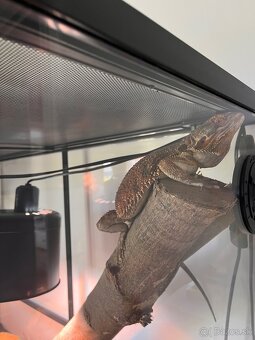 predam agamu komplet aj s terariom - 2