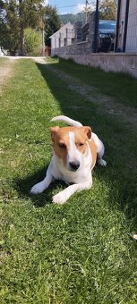 Jack russell teriér krytie - 2