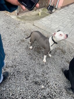 Amstaff staford - 2