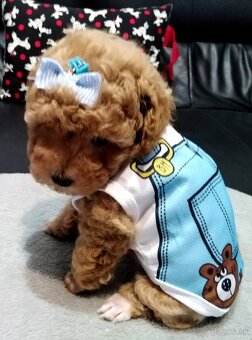 ❤️Pudlik mini toy ❤️ - 2