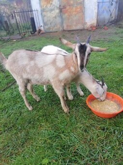 Predám kozičky - 2