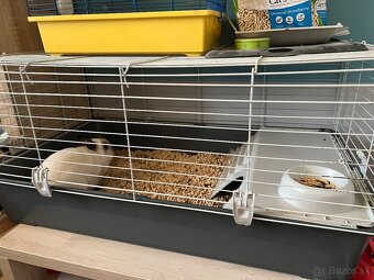 Zakrslý králik - 2