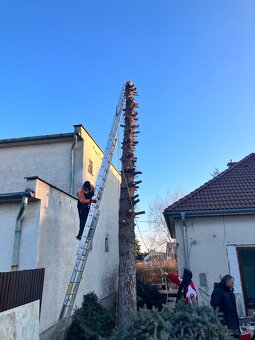 Pílenie stromov - 2